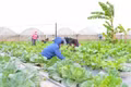 Chuyển đổi xanh, số hóa quy trình sản xuất - yêu cầu tất yếu để phát triển nông nghiệp bền vững