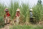 Ngành mía đường Việt Nam cạnh tranh kém là do... nông dân