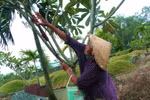 Mưu sinh trên đất... nghĩa trang