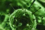 Báo động virus chết người từ chuột, thỏ