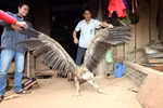 Chùm ảnh: Chim lạ trọc đầu bên hồ sông Đà