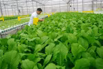 Phê duyệt Đề án phát triển nông nghiệp hữu cơ