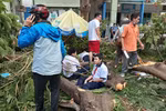 Thành phố Hồ Chí Minh yêu cầu rà soát cây xanh trong trường học