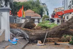 Cây bật gốc trong trường học ở Quận 1: 6 người bị thương