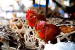 Virus H7N9 không lây lan từ người sang người?