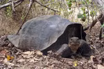 Tìm thấy rùa khổng lồ đã tuyệt chủng tại Galapagos 