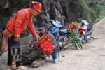Chùm ảnh: Hoa chuối rừng đỏ rực xuống phố đón Tết