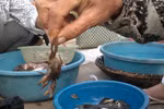 Không dám ăn cua lạ vì nghi xuất xứ từ... Trung Quốc