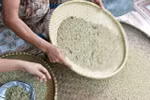 Chất độc nhuộm cốm Vòng có thể gây ung thư