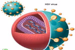 Tìm ra cách chặn virus HIV phát triển thành AIDS