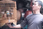 Chim chọi đệ nhất Hà Thành: "Người chơi Họa mi chọi…rất lắm công phu" 