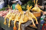 Tận mắt "công nghệ bơm nước" làm tăng cân cho gà ở Hà Nội