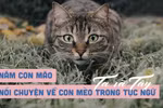 Năm Quý Mão 2023 nói chuyện về con mèo trong tục ngữ, thành ngữ Ta và Tây