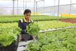 15 tiêu chí giám sát, đánh giá về cơ cấu lại ngành nông nghiệp