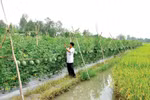 Xây dựng tiêu chí xác định các dự án, nhiệm vụ thích ứng với biến đổi khí hậu