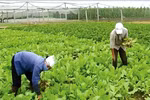 Vai trò của khu vực kinh tế tập thể ngày càng được nhận thức đầy đủ hơn