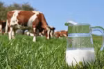Khám phá đặc quyền chỉ dành cho tín đồ của sữa organic chuẩn Hà Lan