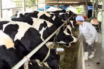Bài thầu Sữa học đường Hà Nội hổng từ đầu, Sở Y tế kiểm tra giám sát cách nào?