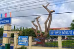 Cây phượng trường Đức Linh (Ảnh CTV)