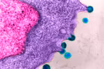 Hy vọng mới cho bệnh nhân HIV: Điều trị bằng kháng thể