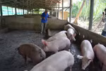 Lần đầu tiên tiêu hủy đàn heo nhiễm chất cấm tại Tiền Giang
