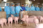 Ngăn chặn, tiến tới kiểm soát, loại bỏ bệnh dịch tả lợn Châu Phi