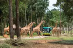 Độc đáo “bản giao hưởng hoang dã” tại Vinpearl Safari Phú Quốc