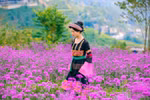 Đồi hoa tím đẹp tựa cổ tích đang nở rộ ở Fansipan
