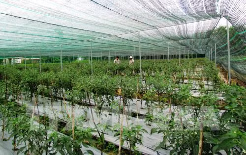 Làm gì để nông sản xuất khẩu bớt phụ thuộc vào con đường tiểu ngạch? ảnh 3