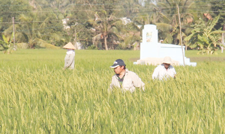 Ông Jiang (trước) và ông Nhu chăm sóc lúa (ảnh chụp ngày 17.2). Ông Jiang (trước) và ông Nhu chăm sóc lúa (ảnh chụp ngày 17.2).