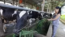 Bí thư Đinh La Thăng gọi điện, Vinamilk "sẽ mua sữa nhưng phải đúng quy trình" ảnh 2 Bí thư Đinh La Thăng gọi điện, Vinamilk "sẽ mua sữa nhưng phải đúng quy trình" ảnh 2