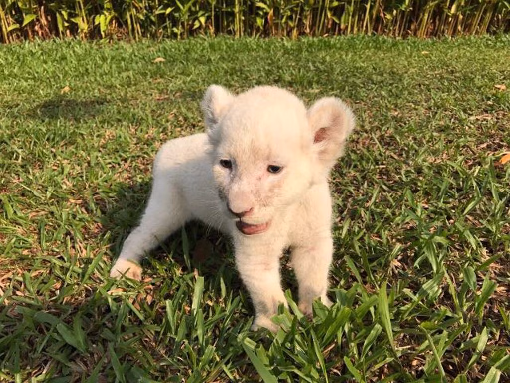 Sư tử con thích thú được tắm nắng trong khuôn viên Vinpearl Safari.