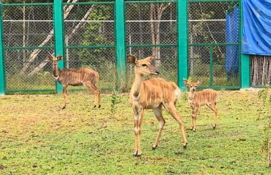 Linh dương Nyala và thành viên mới.