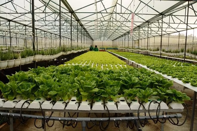 Việt Nam sẽ có thêm nhiều tỷ phú khi kết hợp nông nghiệp với du lịch ảnh 4 Việt Nam sẽ có thêm nhiều tỷ phú khi kết hợp nông nghiệp với du lịch ảnh 4