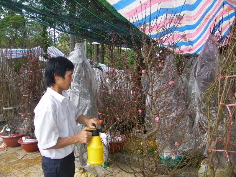 Loay hoay tưới nước cho những chậu đào trong cái nắng gay gắt của Sài Gòn, anh Phạm Chí Thông cho biết: “Tôi mang đào từ Lào Cai vào từ ngày 22 âm lịch. Thời tiết ngoài đấy rét, khác ở đây nóng quá nên phải tưới nước thường xuyên. Hai hôm nay bán chậm so với mọi năm. Hy vọng là hai ngày cuối cùng 28, 29 tết sẽ có nhiều người mua”.