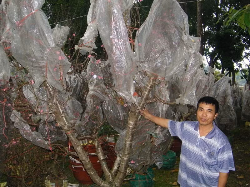 Ông Vũ Văn Trứ bên gốc đào cổ thụ trị giá 20 triệu. Quê Hải Dương, ông đã lấy giống đào Nhật Tân của Hà Nội về trồng. Ông khoe: “Tôi vừa bán được gốc đào to hơn gốc đào này, trị giá 45 triệu”.