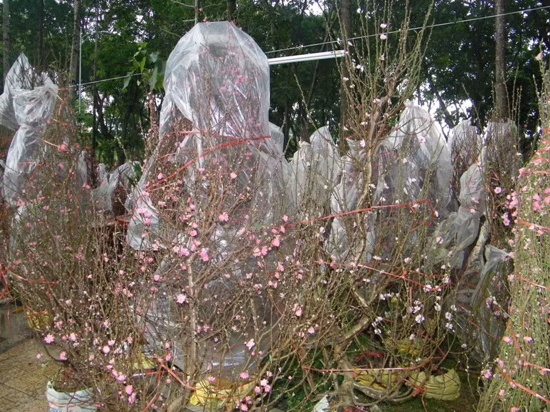 Theo lời anh Thông, để tránh đào nở sớm, khi mang đào từ xứ lạnh vào nơi có thời tiết ấm áp, phải bọc bằng bao nilon.