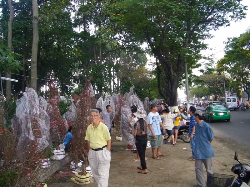 Hàng năm, từ sau rằm tháng Chạp, những gốc đào hồng thắm từ phương Bắc được chuyển vào TP.HCM, “tập kết” nhiều nhất tại công viên Hoàng Văn Thụ. Tại đây, hàng ngàn gốc đào rực rỡ khoe sắc trên một đoạn đường dài.