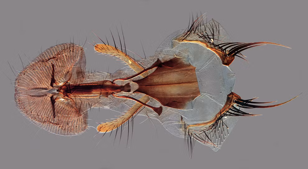 Bộ vỏ của loài ruồi Calliphoridae được giáo sư Davis Linstead Kent, Vương Quốc Anh thực hiện. Bộ vỏ của loài ruồi Calliphoridae được giáo sư Davis Linstead Kent, Vương Quốc Anh thực hiện.