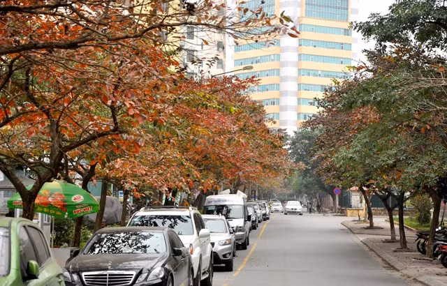 Sắc đỏ của lá bằng lăng trong giai đoạn “thay áo” bao phủ phố phường.