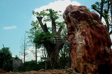 Cây cổ thụ đắt tiền (theo như người dân địa phương thì cây này có hình dáng và chất gỗ rất giống gỗ sưa) có giá trị rất khủng. Khối đá quý này cũng có giá trị rất đắt tiền. (Ảnh Hải Sơn) Cây cổ thụ đắt tiền (theo như người dân địa phương thì cây này có hình dáng và chất gỗ rất giống gỗ sưa) có giá trị rất khủng. Khối đá quý này cũng có giá trị rất đắt tiền. (Ảnh Hải Sơn)