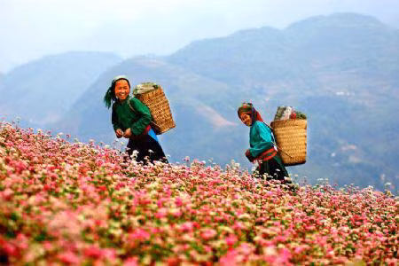 Mùa xuân Lũng Cú - Hà Giang