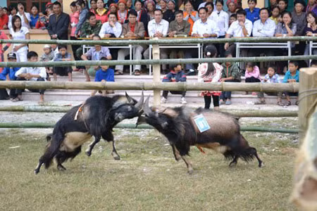 Ngang sức ngang tài