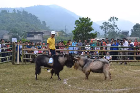 Anh Vương Xuân Khiên, một người dân có mặt tại hội thi chia sẻ: “Vui lắm, chưa bao giờ có một cuộc vui như thế. Nó không đáng sợ như những cuộc chọi trâu nhưng lại không kém phần quyết liệt. Các chú dê cứ nhảy tưng lên rồi lao vào nhau, chẳng con nào chịu thua cả. Có nhiều con còn dùng chiêu “khoá chân” đối thủ rất “hóc hiểm” nhưng cái vui là chẳng con nào bị thương cả”. Kết thúc cuộc thi, các đấu sỹ được trao giải thưởng nhất, nhì, ba và khuyến khích ở các hạng cân. Giải nhất hội thi có giá một triệu đồng/giải. Những tràng cười giòn tan cùng tiếng vỗ tay vang động cả một khoảng rừng mỗi khi các “đấu sỹ” xung trận. Sau cuộc thi, các “đấu sỹ” dê lại thung thăng vượt những quả đồi, men theo triền núi để tìm những đám có non, và tiếng “be be” chỉ còn đâu đó giữa bạt ngàn rừng núi. .(Chào nhau trước trận đấu0