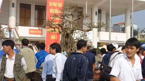 "Mâm xôi con gà" được tỉa hết lá, chỉ có các tay cành. "Mâm xôi con gà" được tỉa hết lá, chỉ có các tay cành.