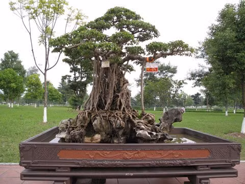 Siêu cây đình đám thời điểm tháng 10/2010. Siêu cây đình đám thời điểm tháng 10/2010.