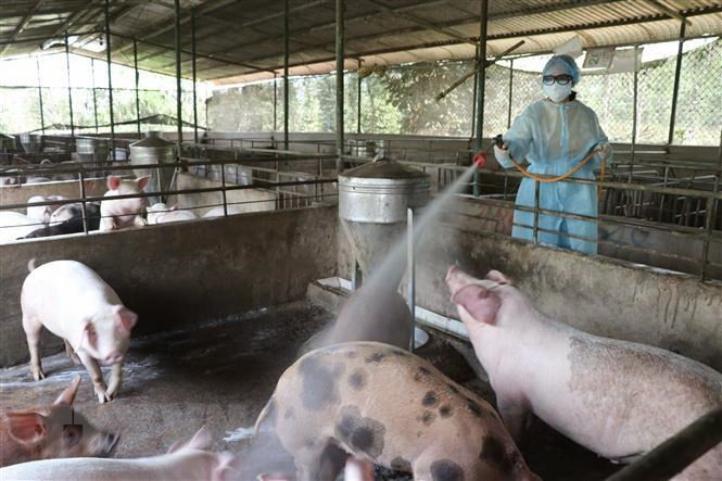 Ngăn chặn tối đa sự lây lan dịch tả lợn châu Phi. ảnh minh họa: TTXVN.