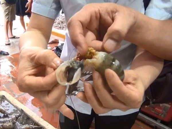 Phát hiện chất đặc sánh màu xanh đen đậm đặc trong thân và đầu tôm tại một cơ sở kinh doanh. (Ảnh: Khiếu Tư/TTXVN) Phát hiện chất đặc sánh màu xanh đen đậm đặc trong thân và đầu tôm tại một cơ sở kinh doanh. (Ảnh: Khiếu Tư/TTXVN)