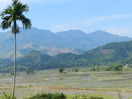 Ruộng đồng không có người canh tác vì người dân phải đi chữa bệnh hoặc chăm sóc người thân. UBND huyện Ba Tơ đã phải huy động lực lượng để giúp dân. Xem thêm: "Quên" 10 điều kiêng kỵ khi uống trà, hiểm họa khôn lường / Điểm mặt những loài hoa quả đẹp nhưng có nhiều độc tố gây nguy hiểm