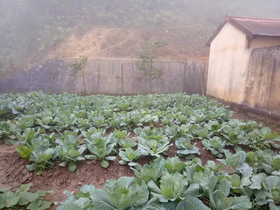 Vườn rau xanh ngay tại vườn trường. (Ảnh:LC)